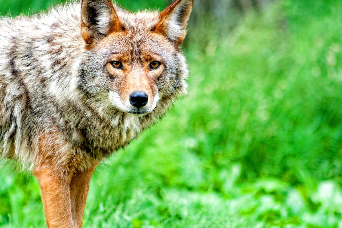 Coyotes moving into towns, countryside | The Cullman Times