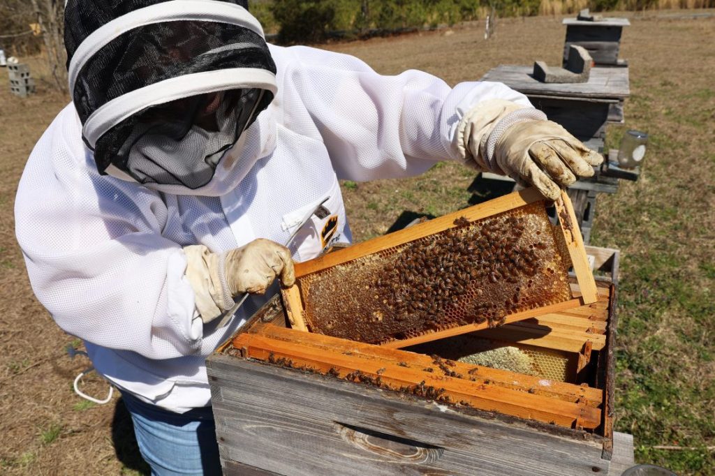 31st annual Alabama Beekeepers Symposium Feb. 7 at Wallace State
